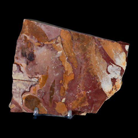 4.9" Detailed Glossopteris Browniana Fossil Plant Leafs Permian Age Australia Stand - Fossil Age Minerals