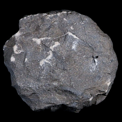 2.9" Drotops Trilobite Fossil Devonian Morocco Arthropod 400 Million Years Old COA - Fossil Age Minerals