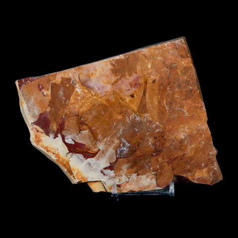 4.9" Detailed Glossopteris Browniana Fossil Plant Leafs Permian Age Australia Stand - Fossil Age Minerals