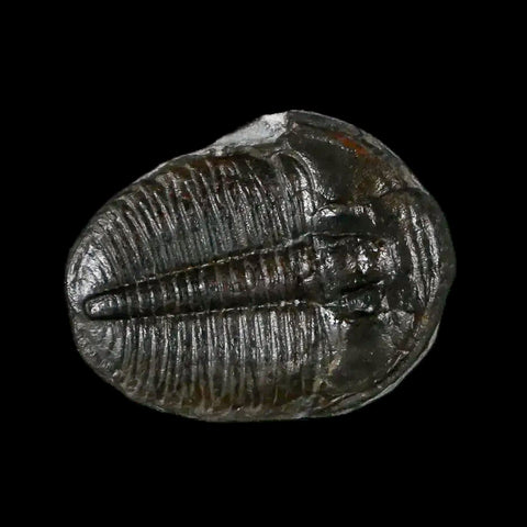 0.8" Elrathia Kingi Trilobite Fossil Utah Cambrian Age 521 Million Years Old COA - Fossil Age Minerals