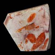 4.1" Detailed Glossopteris Browniana Fossil Plant Leafs Permian Age Australia