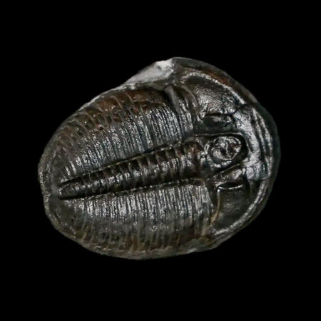 0.8" Elrathia Kingi Trilobite Fossil Utah Cambrian Age 521 Million Years Old COA