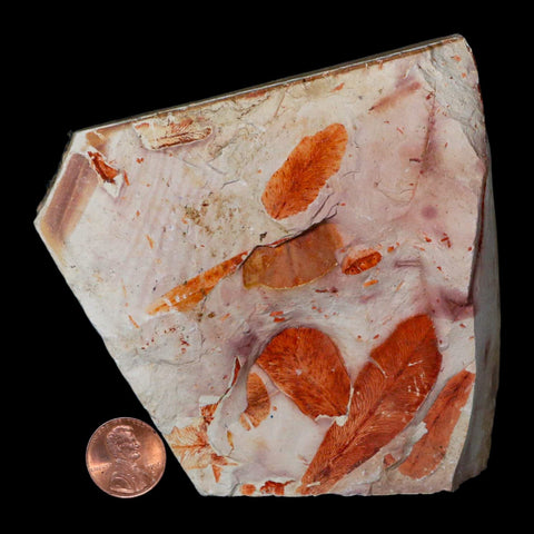 4.1" Detailed Glossopteris Browniana Fossil Plant Leafs Permian Age Australia - Fossil Age Minerals