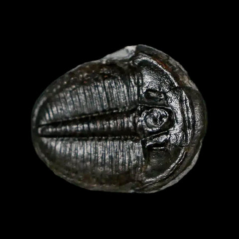 0.8" Elrathia Kingi Trilobite Fossil Utah Cambrian Age 521 Million Years Old COA - Fossil Age Minerals