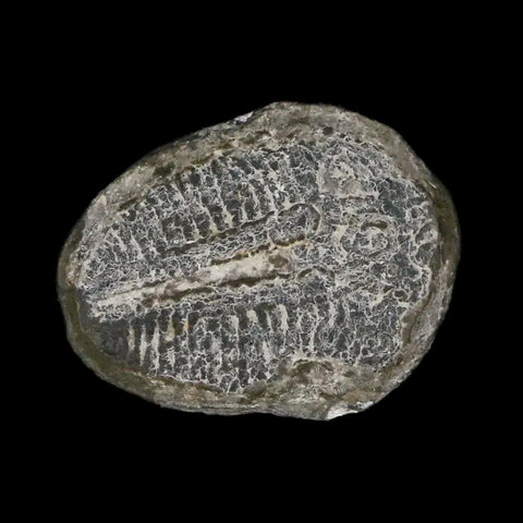 0.8" Elrathia Kingi Trilobite Fossil Utah Cambrian Age 521 Million Years Old COA - Fossil Age Minerals