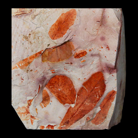 4.1" Detailed Glossopteris Browniana Fossil Plant Leafs Permian Age Australia