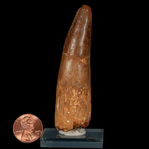 XL 3.3" Spinosaurus Fossil Tooth 100 Million Years Old Cretaceous Dinosaur COA Stand - Fossil Age Minerals