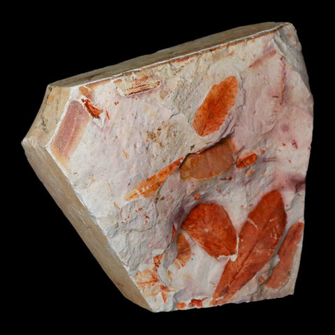 4.1" Detailed Glossopteris Browniana Fossil Plant Leafs Permian Age Australia - Fossil Age Minerals