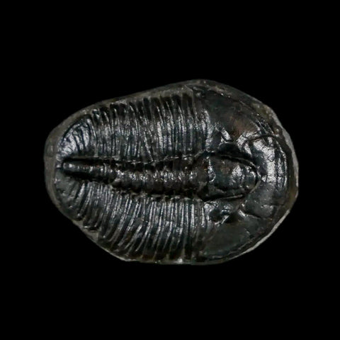 0.9" Elrathia Kingi Trilobite Fossil Utah Cambrian Age 521 Million Years Old COA - Fossil Age Minerals