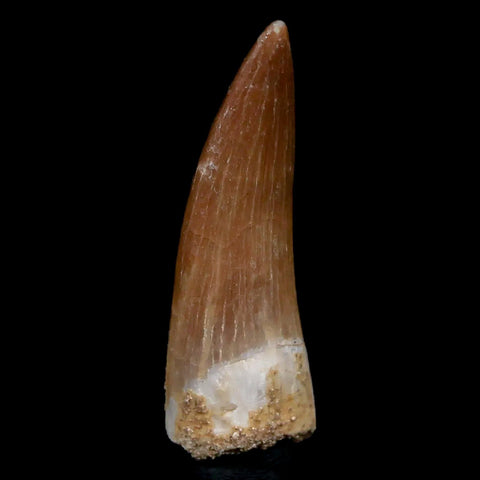 1.5" Plesiosaur Zarafasaura Tooth Fossil Cretaceous Dinosaur Era COA, Stand - Fossil Age Minerals