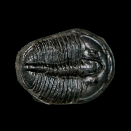 0.9" Elrathia Kingi Trilobite Fossil Utah Cambrian Age 521 Million Years Old COA