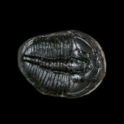 0.9" Elrathia Kingi Trilobite Fossil Utah Cambrian Age 521 Million Years Old COA