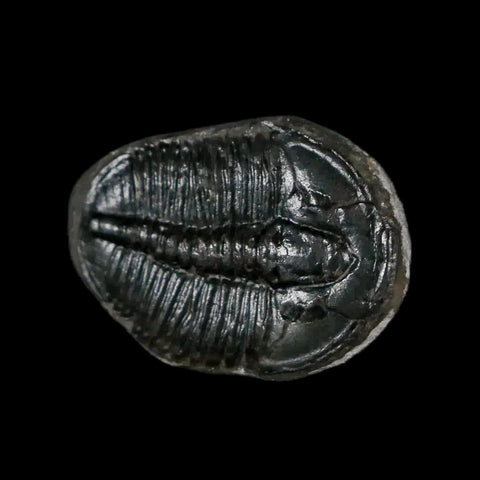 0.9" Elrathia Kingi Trilobite Fossil Utah Cambrian Age 521 Million Years Old COA - Fossil Age Minerals