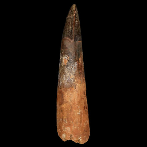 XL 3.3" Spinosaurus Fossil Tooth 100 Million Years Old Cretaceous Dinosaur COA Stand - Fossil Age Minerals