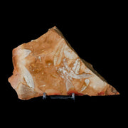 6.2" Detailed Glossopteris Browniana Fossil Plant Leafs Permian Age Australia Stand