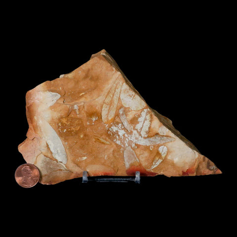 6.2" Detailed Glossopteris Browniana Fossil Plant Leafs Permian Age Australia Stand - Fossil Age Minerals