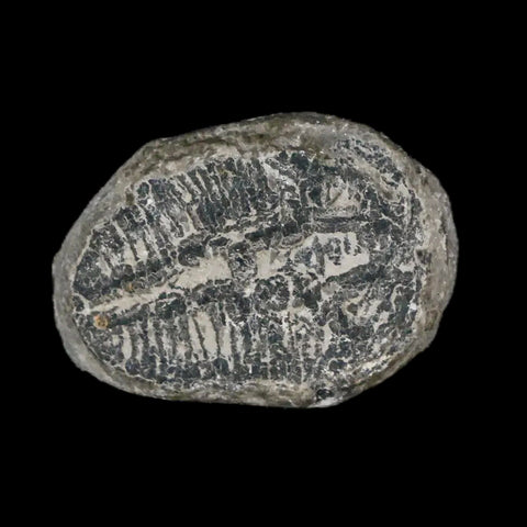 0.9" Elrathia Kingi Trilobite Fossil Utah Cambrian Age 521 Million Years Old COA - Fossil Age Minerals