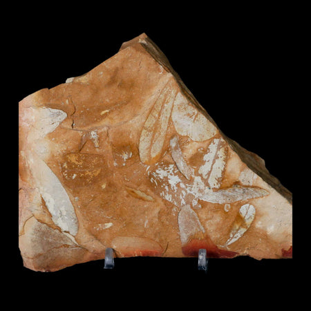 6.2" Detailed Glossopteris Browniana Fossil Plant Leafs Permian Age Australia Stand