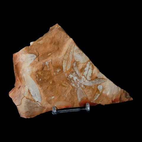 6.2" Detailed Glossopteris Browniana Fossil Plant Leafs Permian Age Australia Stand - Fossil Age Minerals