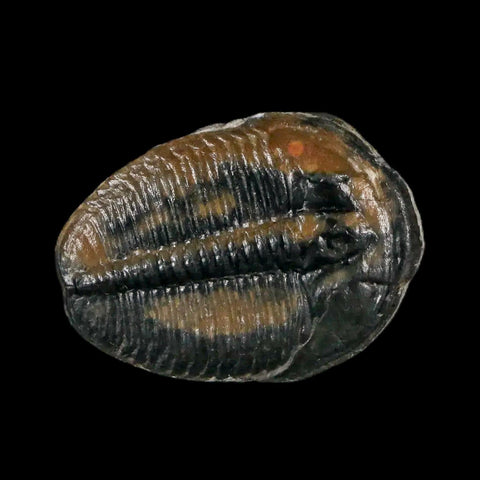 1" Elrathia Kingi Trilobite Fossil Utah Cambrian Age 521 Million Years Old COA - Fossil Age Minerals