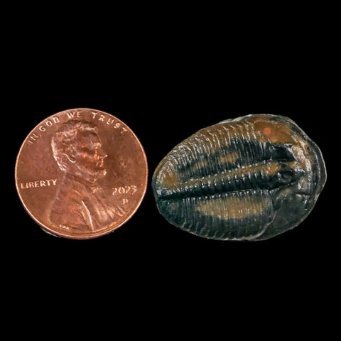 1" Elrathia Kingi Trilobite Fossil Utah Cambrian Age 521 Million Years Old COA - Fossil Age Minerals