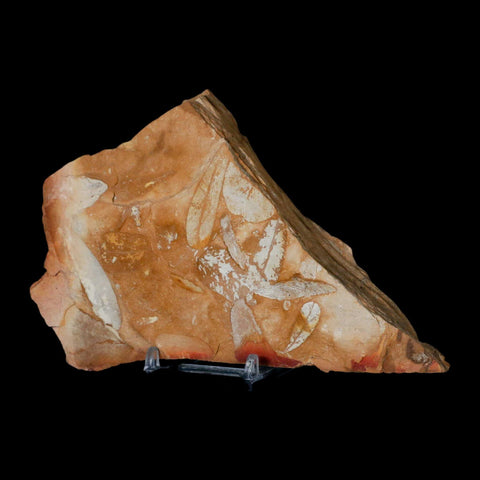 6.2" Detailed Glossopteris Browniana Fossil Plant Leafs Permian Age Australia Stand - Fossil Age Minerals