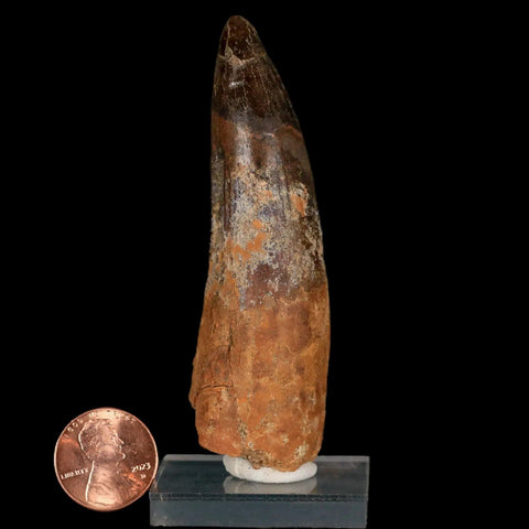 XL 3.3" Spinosaurus Fossil Tooth 100 Million Years Old Cretaceous Dinosaur COA Stand - Fossil Age Minerals