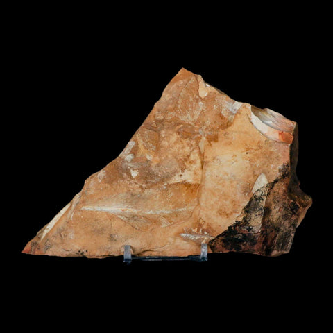 6.2" Detailed Glossopteris Browniana Fossil Plant Leafs Permian Age Australia Stand - Fossil Age Minerals