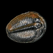 1" Elrathia Kingi Trilobite Fossil Utah Cambrian Age 521 Million Years Old COA