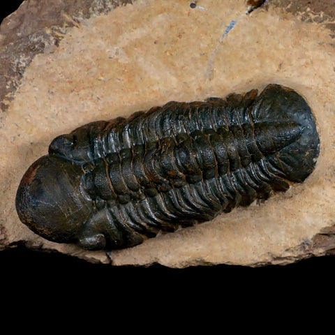 3.3" Reedops Cephalotes Trilobite Fossil Morocco Devonian Age 400 Mil Yrs Old COA - Fossil Age Minerals