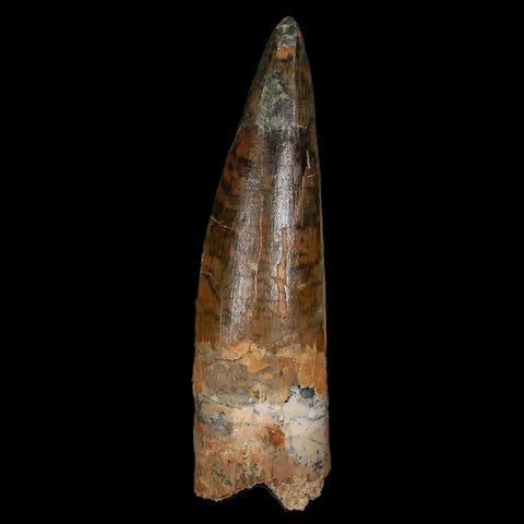 XL 3" Spinosaurus Fossil Tooth 100 Million Years Old Cretaceous Dinosaur COA Stand - Fossil Age Minerals