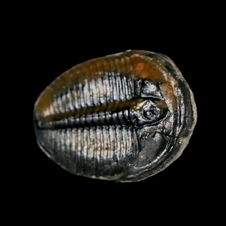 1" Elrathia Kingi Trilobite Fossil Utah Cambrian Age 521 Million Years Old COA