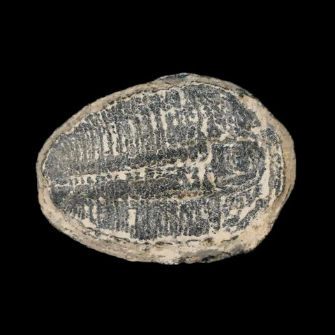 1" Elrathia Kingi Trilobite Fossil Utah Cambrian Age 521 Million Years Old COA - Fossil Age Minerals