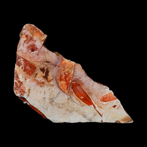 6.5" Detailed Glossopteris Browniana Fossil Plant Leafs Permian Age Australia - Fossil Age Minerals