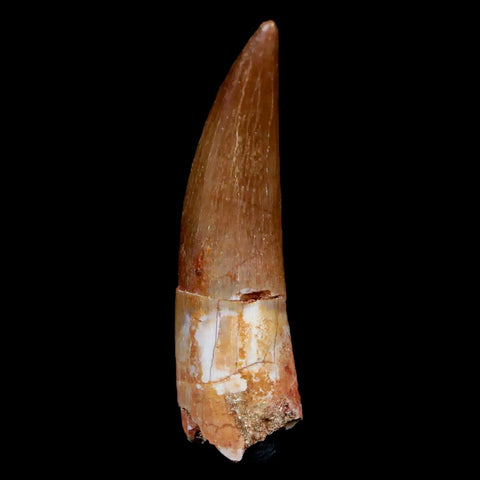 1.9" Plesiosaur Zarafasaura Tooth Fossil Cretaceous Dinosaur Era COA, Stand - Fossil Age Minerals