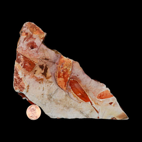 6.5" Detailed Glossopteris Browniana Fossil Plant Leafs Permian Age Australia - Fossil Age Minerals