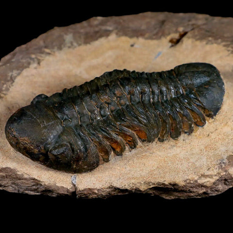 3.3" Reedops Cephalotes Trilobite Fossil Morocco Devonian Age 400 Mil Yrs Old COA - Fossil Age Minerals