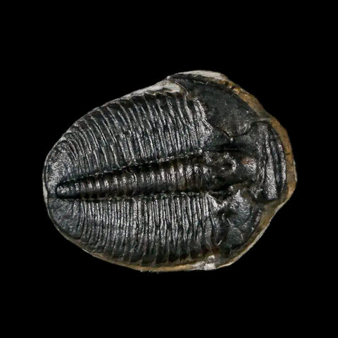 0.8" Elrathia Kingi Trilobite Fossil Utah Cambrian Age 521 Million Years Old COA - Fossil Age Minerals