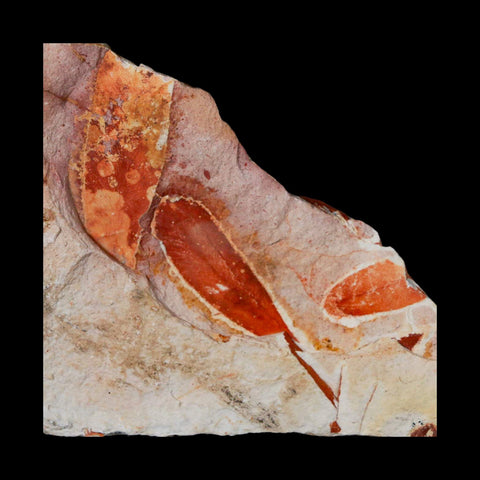 6.5" Detailed Glossopteris Browniana Fossil Plant Leafs Permian Age Australia - Fossil Age Minerals