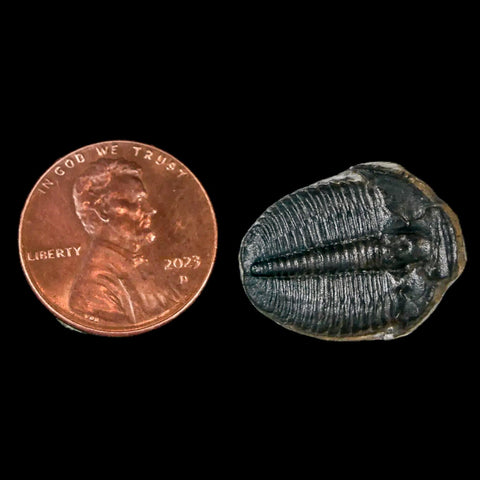 0.8" Elrathia Kingi Trilobite Fossil Utah Cambrian Age 521 Million Years Old COA - Fossil Age Minerals