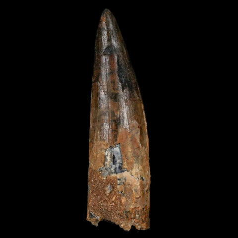 XL 3" Spinosaurus Fossil Tooth 100 Million Years Old Cretaceous Dinosaur COA Stand - Fossil Age Minerals