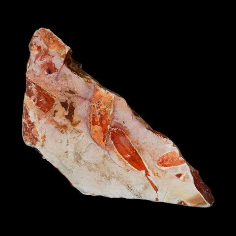 6.5" Detailed Glossopteris Browniana Fossil Plant Leafs Permian Age Australia - Fossil Age Minerals