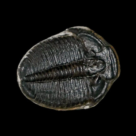 0.8" Elrathia Kingi Trilobite Fossil Utah Cambrian Age 521 Million Years Old COA