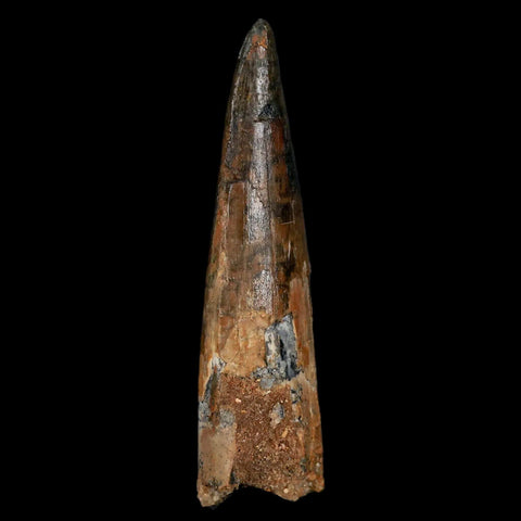 XL 3" Spinosaurus Fossil Tooth 100 Million Years Old Cretaceous Dinosaur COA Stand - Fossil Age Minerals