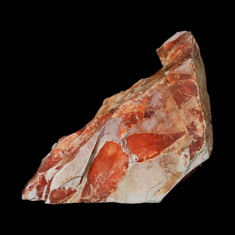 6.5" Detailed Glossopteris Browniana Fossil Plant Leafs Permian Age Australia - Fossil Age Minerals