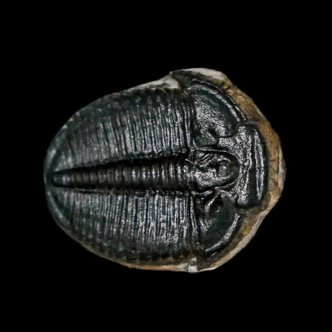 0.8" Elrathia Kingi Trilobite Fossil Utah Cambrian Age 521 Million Years Old COA - Fossil Age Minerals