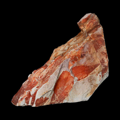 6.5" Detailed Glossopteris Browniana Fossil Plant Leafs Permian Age Australia - Fossil Age Minerals