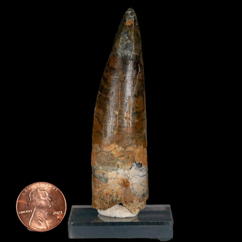 XL 3" Spinosaurus Fossil Tooth 100 Million Years Old Cretaceous Dinosaur COA Stand - Fossil Age Minerals