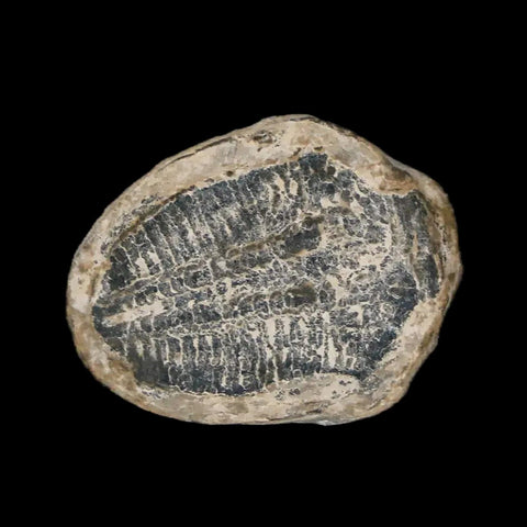 0.8" Elrathia Kingi Trilobite Fossil Utah Cambrian Age 521 Million Years Old COA - Fossil Age Minerals