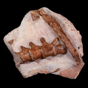 13" Polycotylid Plesiosaur Jaw and Vertebrae Fossil In Situ Cretaceous Age Morocco
